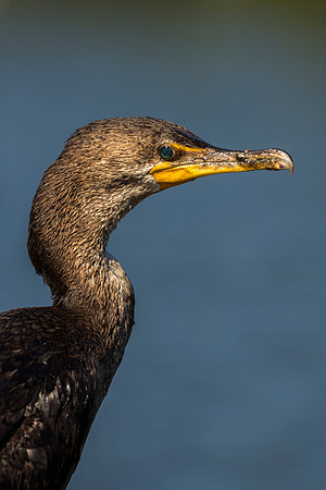 Cormorant