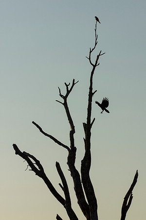 Birds of the Everglades