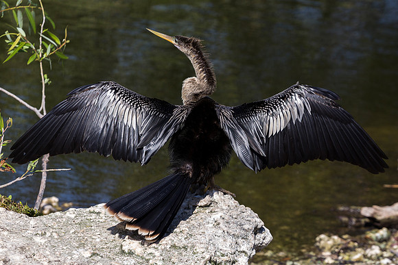 Anhinga Bird