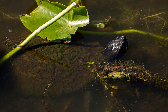 Florida Red-bellied Turtle