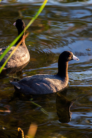 American Coot Bird