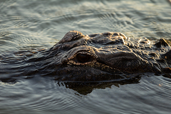 American Alligator