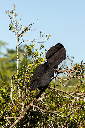 Birds of the Everglades