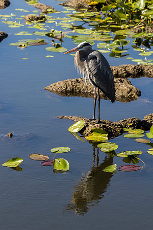 Great Blue Heron