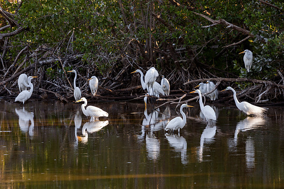 Egrets