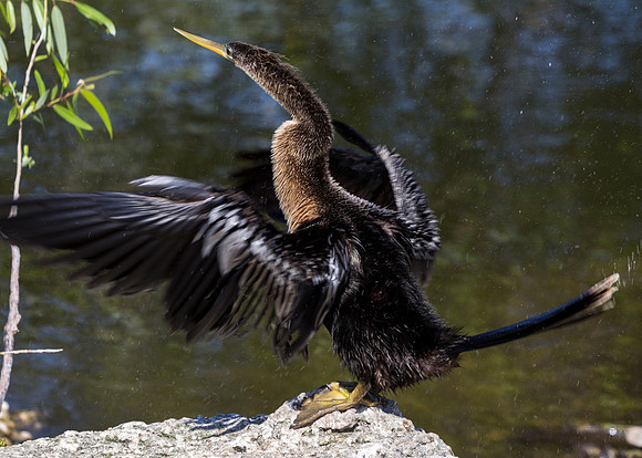 Anhinga Bird