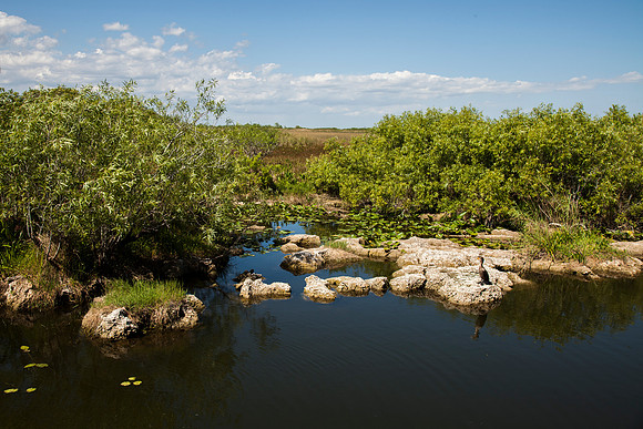 Everglades National Park Landscape