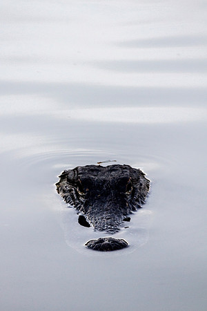 American Alligator