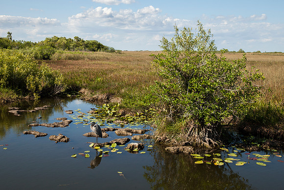 Everglades National Park Landscape