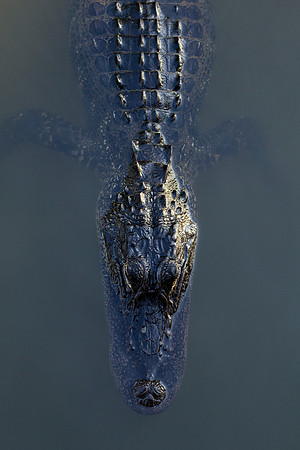 American Alligator