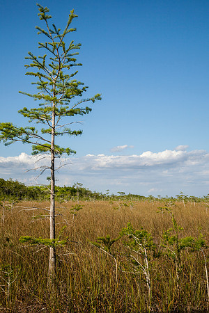 Everglades National Park Landscape