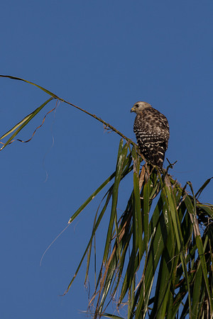 Red Shouldered Hawk