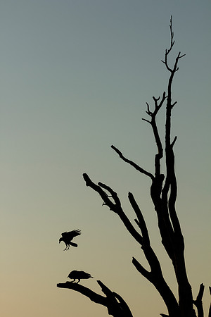 Birds of the Everglades