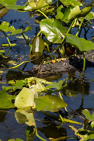 American Alligator