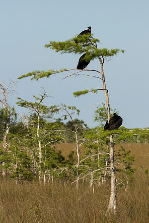 Black Vultures