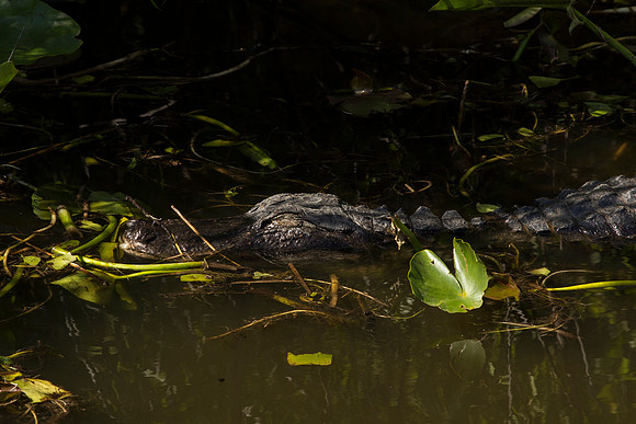 American Alligator
