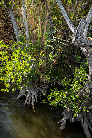 Everglades National Park Landscape