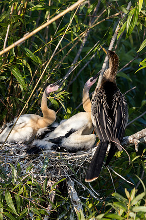 Anhinga with Chicks