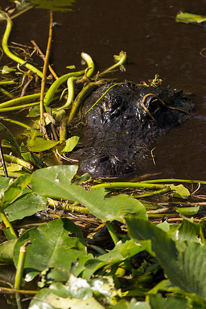 American Alligator