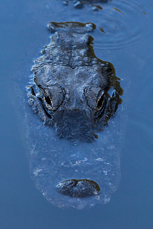 American Alligator