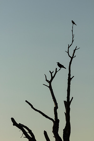 Birds of the Everglades