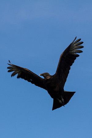 Black Vulture