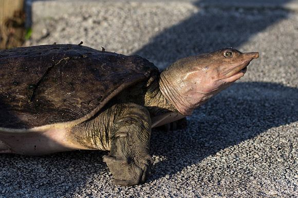 Florida Softshell Turtle