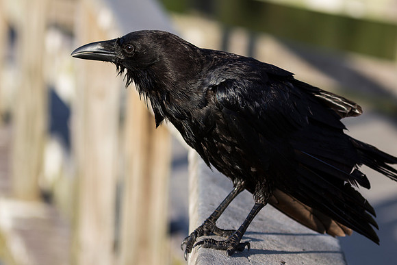 Crow in the Everglades