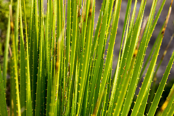 Plant Life
