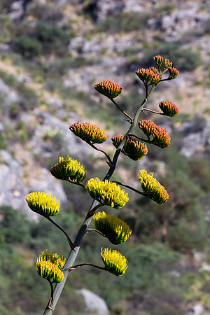 Plant Life