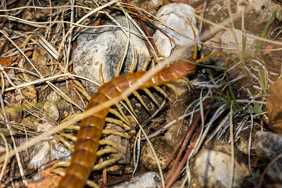 Wildlife