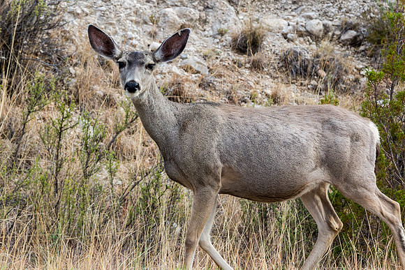 Wildlife