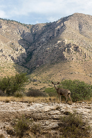Wildlife