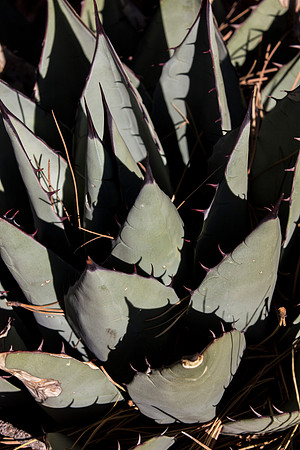 Plant Life
