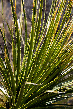 Plant Life