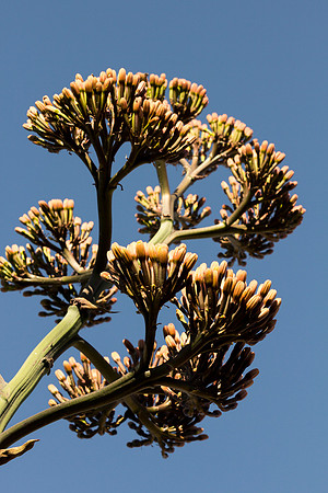 Plant Life