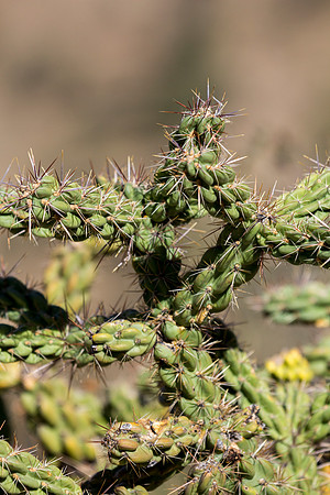 Plant Life
