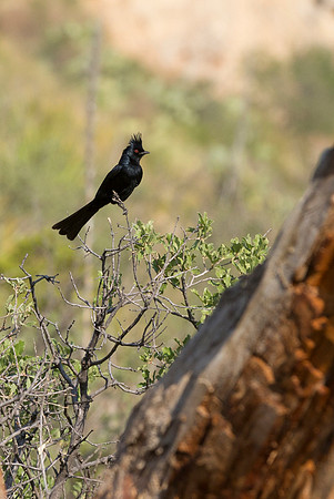 Wildlife