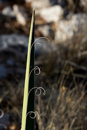Plant Life