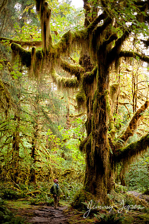 Olympic NP - Hoh Rain Forest
