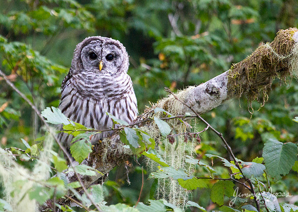 Olympic NP - Owl