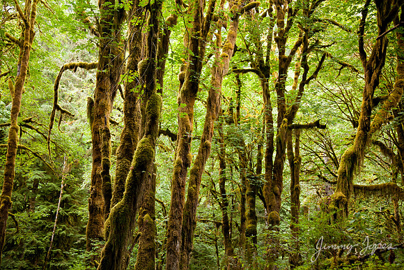 Olympic NP - Hoh Rain Forest