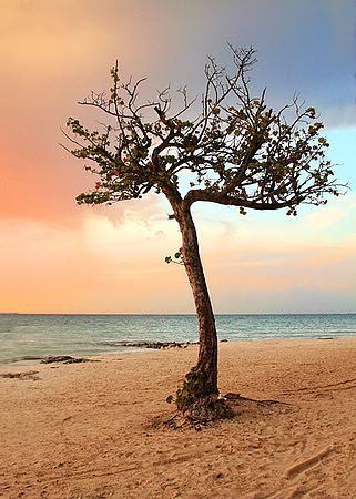 Quiet Tropical Tree in Paradise - Mexico