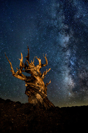 Ancient Bristlecone Pine Forest - White Mountains